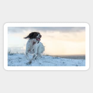 English Springer in snow Sticker